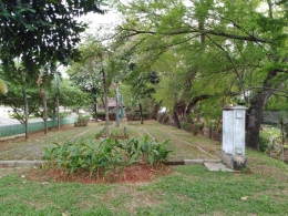 Pohon Trembesi di Lahan Terbuka Hijau di Bintaro, Jakarta (dok. monicaanggen)