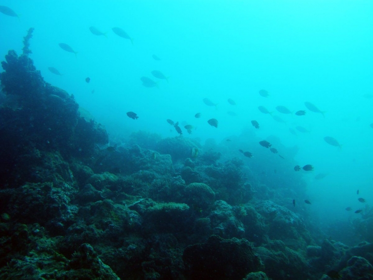 Potensi dalam laut begitu besar. (twitter.com/ourocean2018)