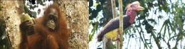 Orangutan dan enggang statusnya masuk dalam daftar sangat terancam (kritis) dalam daftar IUCN Red list. Foto : Orangutan Foto dok. Tim Laman, dan Foto Enggang dok. Netralnews