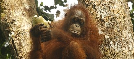 Orangutan sedang memakan buah hutan (liana Willubeigha) di Gunung Palung. foto dok. Yayasan Palung dan Tim Laman