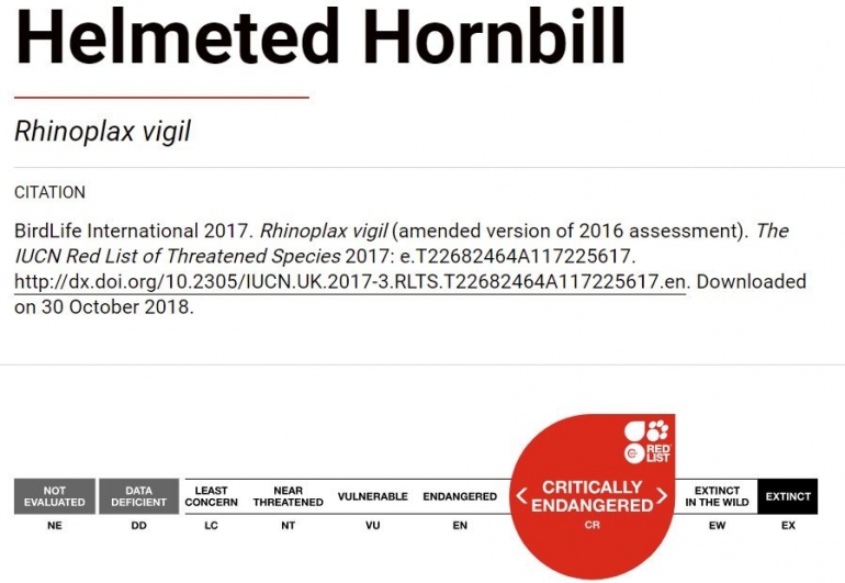 Rhinoplax vigil (rangkong gading) statusnya Kritis (CR) dalam daftar IUCN red List. data dok. IUCN Red List