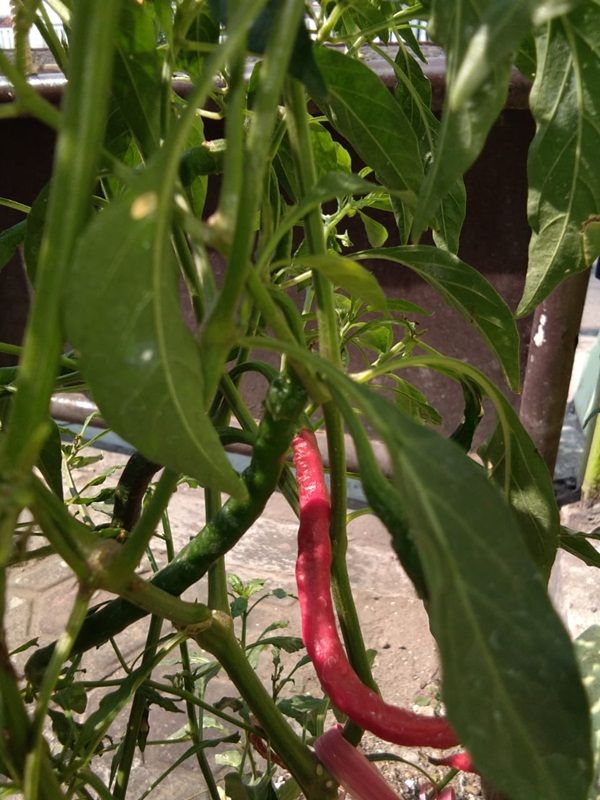 cabai merah (dokpri)