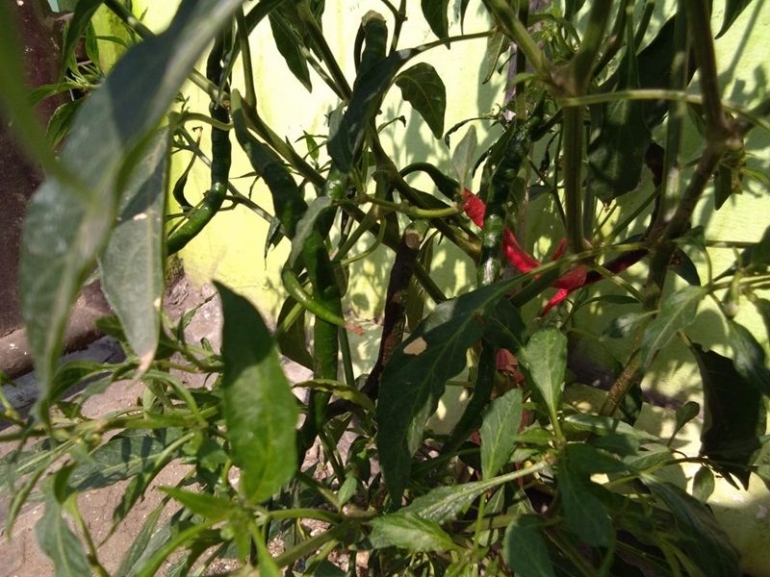 cabai merah berbuah (dokpri)