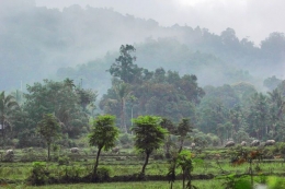 Dusun Napal Melintang saat pagi (dok.pri).