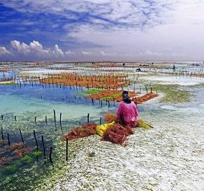 Perempuan memanen rumput laut (photo courtesy of Giorgio)