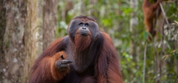 Orangutan dewasa (orangutan.org)