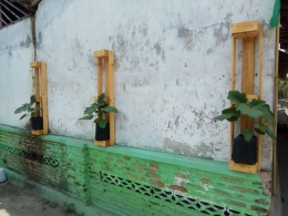 Warga memanfaatkan tembok untuk menanam dengan bantuan penyangga kayu/foto dokpri