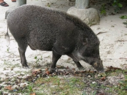 Deskripsi : Babi Hutan yang hilir mudik disekitar penginapan I Sumber Foto : dokpri