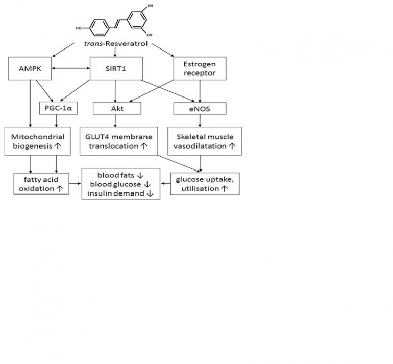 Gambar 1. Mekanisme resveratrol dapat melawan resistensi insulin (Rachel, et al., 2018)