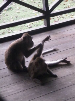 Deskripsi : Monyet yang suka bercanda dengan manusia I Sumber Foto : dokpri