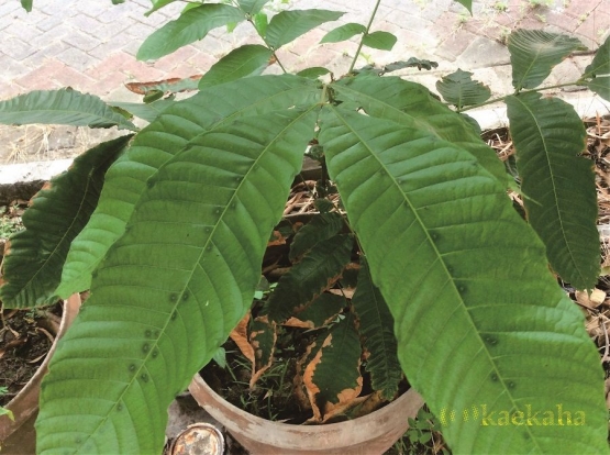 Bibit Anakan dari Biji Siap Tanam (Foto : @kaekaha)