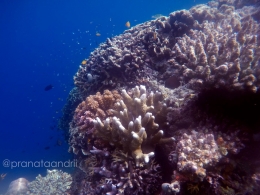Terumbu Karang California Reef