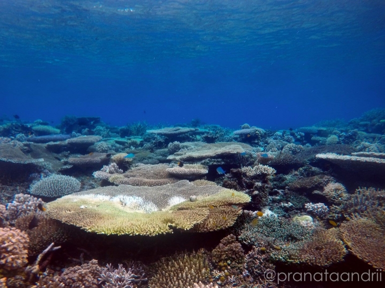 Keindahan Karang Reef 4