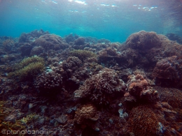 Dinding Karang Reef 5