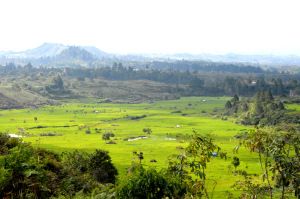 Panorama persawahan di Batunabolon, Parsoburan (Foto: sisyeline.wordpress.com)