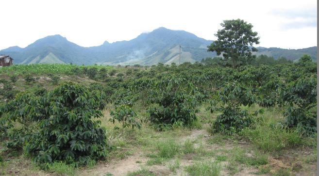 Perkebunan kopi rakyat di Habinsaran (Foto: trubus-online.co.id)