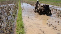 Pertanian Indonesia. Sumber: Liputan6.com 