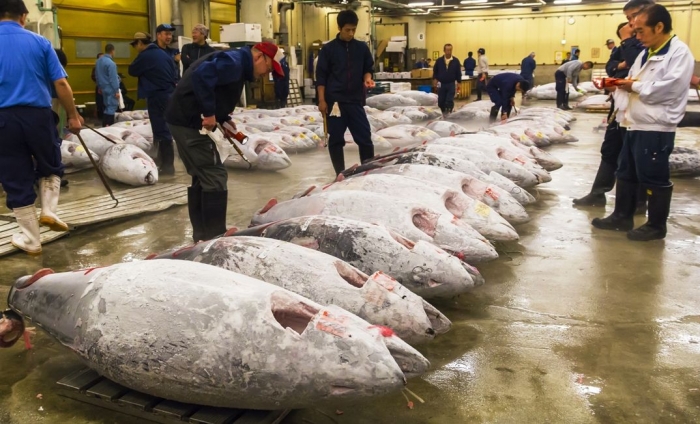 Ilustrasi: Perdagangan ikan dunia (Sumber: IntraFish)