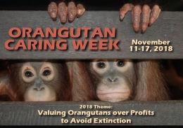 Memaknai Nilai Penting Orangutan untuk Menghindari Kepunahan. Foto dok : OCW/ PPO 2018