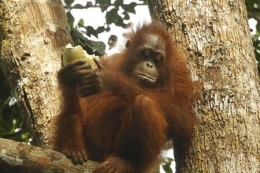 Orangutan yang mendiami rimba raya di Kalimantan. Foto dok. Yayasan Palung