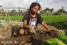 Saat Hartono Lokodjoyo menanam benih lettuce atau selada (dok. pribadi)