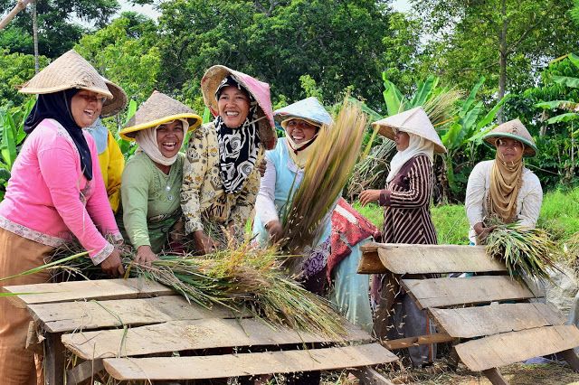 Para petani perempuan memanen padi dengan gambira di Banjit, Way Kanan, Lampung. Foto: Rinto Macho