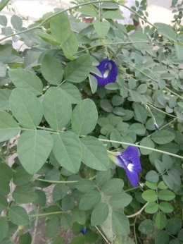 Kembang Teleng (Clitoria Ternatea L)