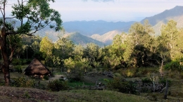 Rumah adat Timor di bukit yang sunyi