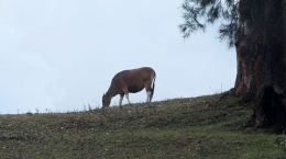 Sapi sendiri