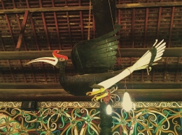 Burung Enggang, Burung Surga dalam Mitologi uku Dayak (Foto : @kaekaha)