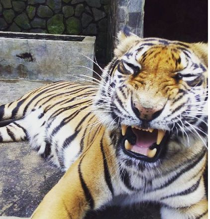 Eva, harimau Sumatra (Phantera tigris sumatrae), hasil sitaan dari rumah warga. Eva sudah tidak dapat kembali ke hutan karena terlalu jinak dan punya penyakit yang tidak ada pada harimau liar. (dok. pribadi)