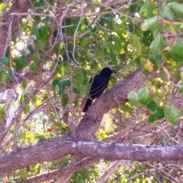 Banyak Burung Gagak di Pohon