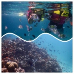Saat diving atau snorkeling di Taman Laut Pulau Rubiah, menikmati keindahan ikan-ikan warna-warni dan terumbu karang, (dok pri).