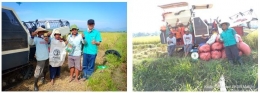 Gambar 5 - Penerapan teknologi nutrisi esensial di Desa Gerandeng, Kec. Lolong Guba (dokpri)