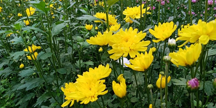 Bunga krisan di Cidahu. (Dokpri)