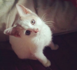 Yuuma, kucing yang adik saya selamatkan dari saat dia masih sekolah dasar. (Dokpri)