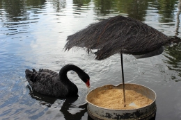 Black swan (dokpri)