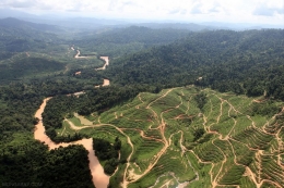 Konversi hutan menjadi perkebunan sawir di wilayah sabah. Photo: Rhett Butler/Mongabay
