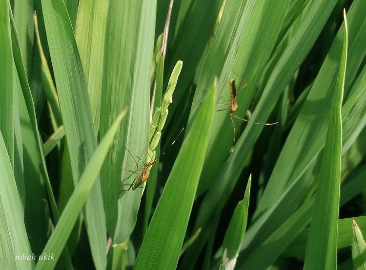 Kala Walang Sangit Pesta Pora Di Sawah Kompasiana Com