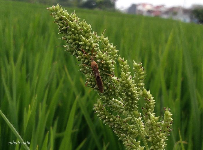 Sikat rumput jawan sendirian. Dokpri