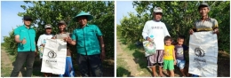 Gambar 1 - Dokumentasi penerapan teknologi nutrisi esensial pada tanaman jeruk di atas lahan milik Bpk. Sugeng dok pribadi