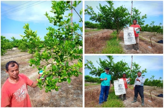 Gambar 3 - Dokumentasi penerapan teknologi nutrisi esensial pada tanaman jeruk di atas lahan milik Bpk. Muhajir dok pribadi