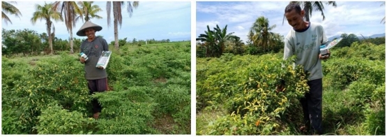 Gambar 5 - Dokumentasi penerapan teknologi nutrisi esensial pada cabai rawit di atas lahan milik Bpk. Wagiran dok pribadi