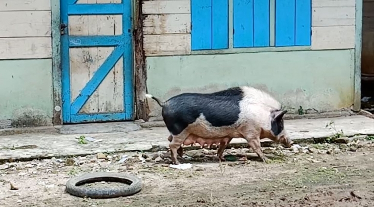 Babi yang terlihat di Desa Hotanagodang, Muara. (Foto Ganendra)