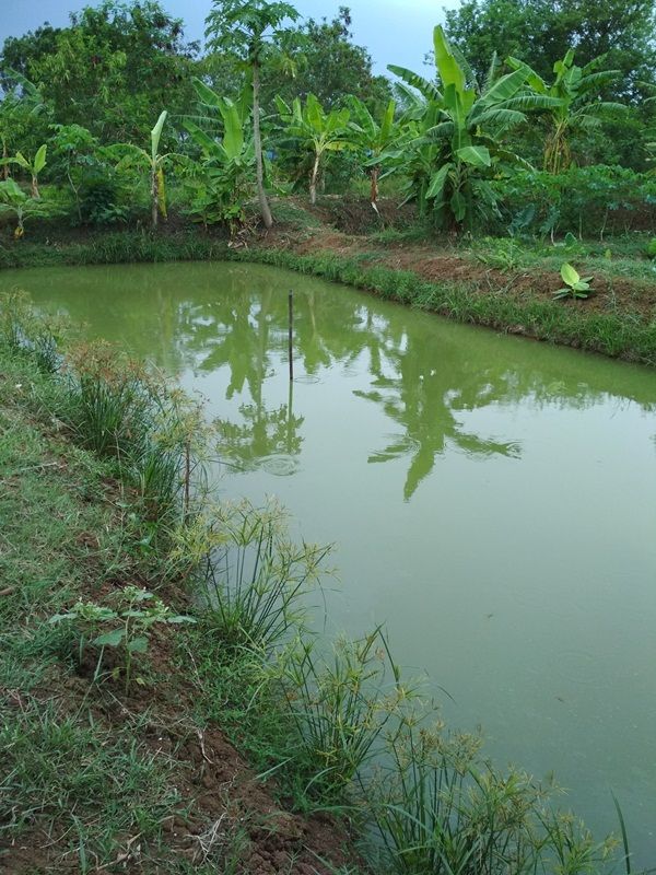 kolam ikan gurame (dokpri)
