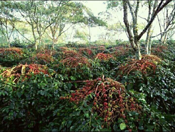 Gambar 3, Perkebunan kopi arabika di Gayo, Aceh (Doc. FMT)