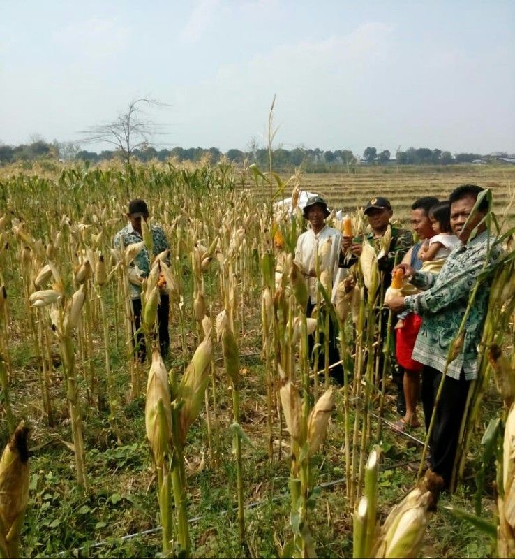 Babinsa Koramil 0815/13 Kutorejo Serka Hendro Winarto Bersama PPL Melakukan Pengubinan Jagung Di Sampangagung