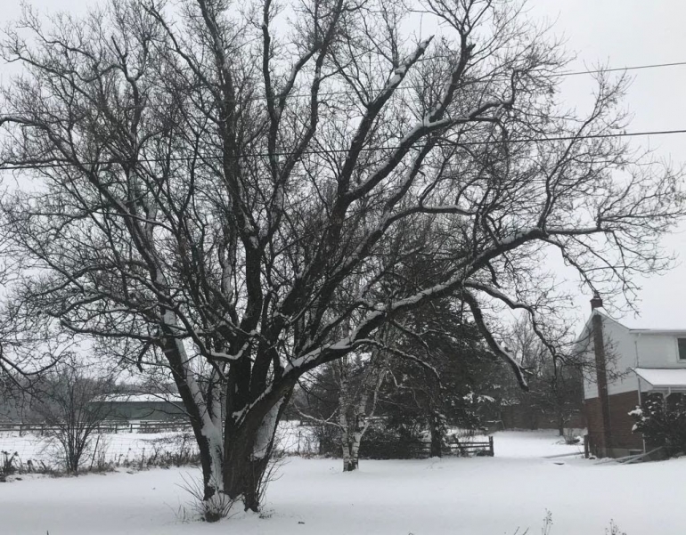 Ilustrasi foto: musim salju. Kiriman teman dari Toronto, Kanada. 
