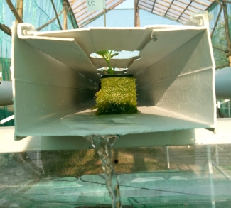 20+ Ide Hidroponik Talang Air Vs Paralon 20+ Ide Hidroponik Talang Air Vs Paralon