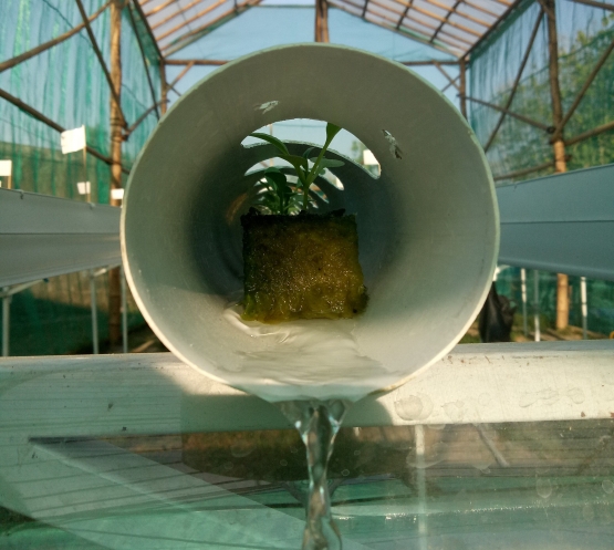 Bingung Mau Ber Hidroponik Pakai Talang Persegi atau Pipa  Bingung Mau Ber Hidroponik Pakai Talang Persegi atau Pipa